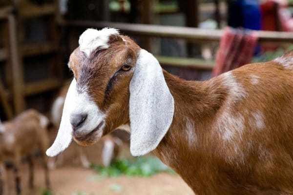 Англо-нубийская порода коз: общая характеристика и описание
