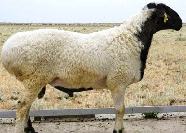 Гиссарский баран внешне почти ничем не отличается от овцы