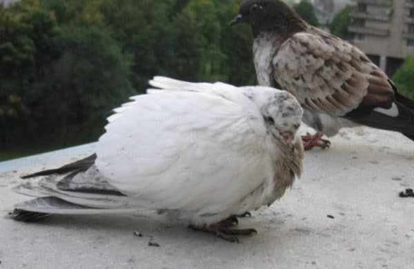 Туберкулез у голубей