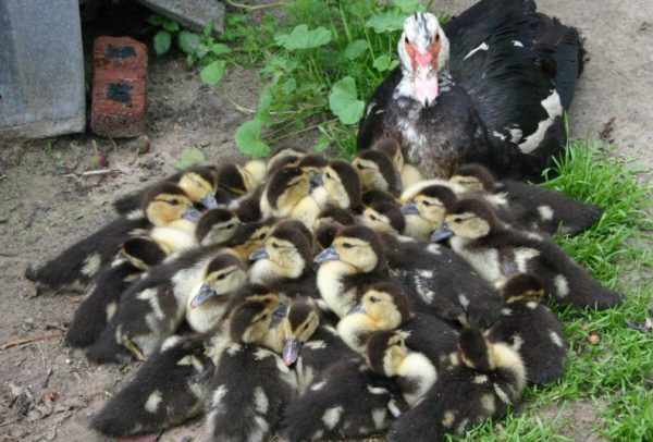 Молодые утки начинают яйцекладку в возрасте 190-210 суток