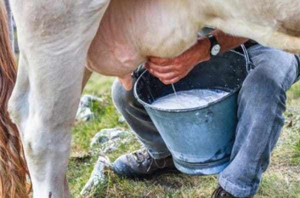Для получения хорошего удоя надо знать, как правильно доить корову