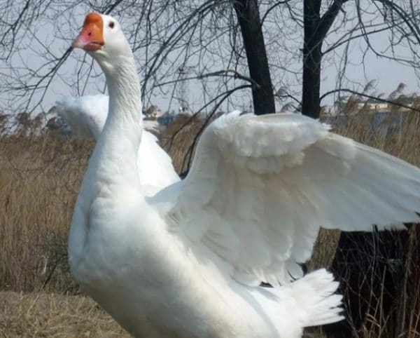 Характеристика породы гусей Линда