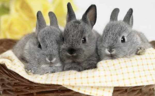 В разведении кролики не приносят трудностей, поскольку являются очень плодовитыми