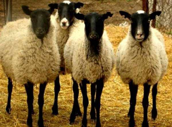 Разведение овец считается одним из наиболее выгодных занятий в животноводстве