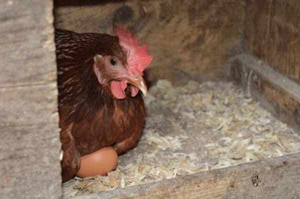 Сколько яиц несет курица?