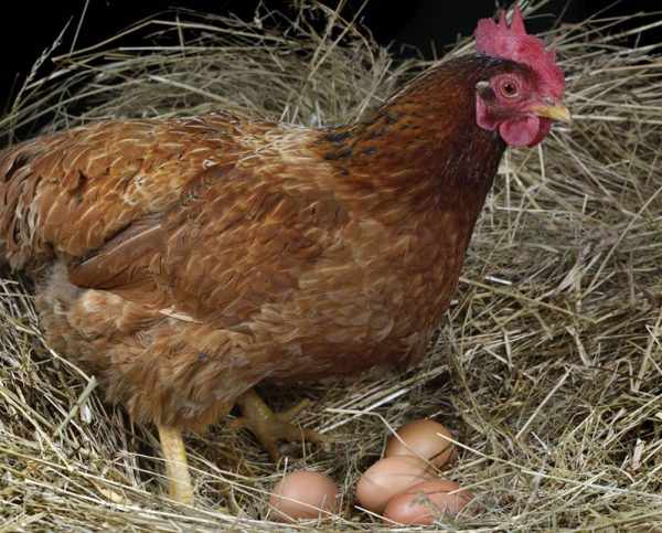 Основная причина плохой яйценоскости – смена пера у кур