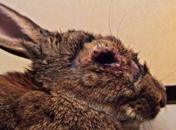 Вирусная геморрагическая болезнь кроликов (ВГБК) очень опасна, так кк приводит к смерти