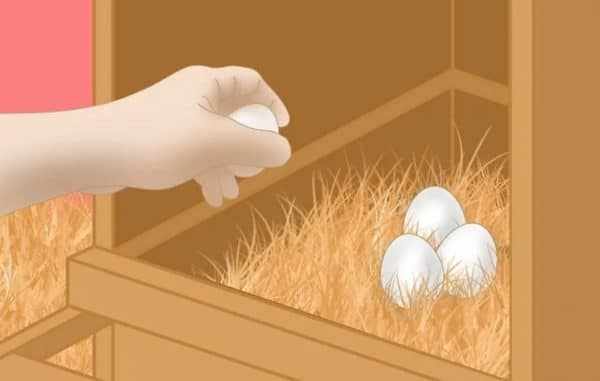Собирайте яйца несколько раз за день