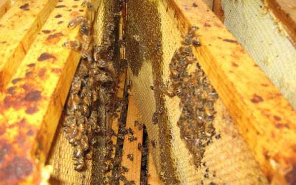 Как распознать нозематоз у пчел: характеристика болезни