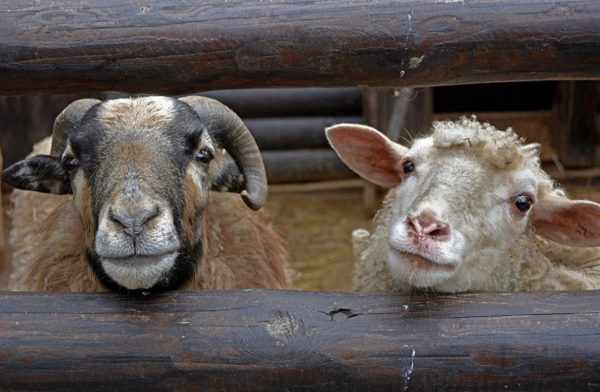 Баран и овца: сходства и различия