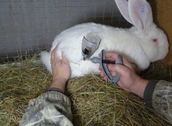 Использование антибиотиков для лечения поноса у кроликов