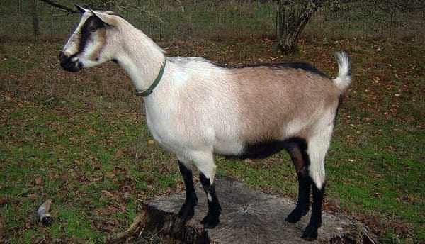 Альпийская коза — описание и общая характеристика