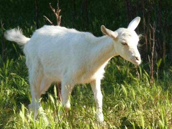Особенности содержания и кормления зааненской породы коз