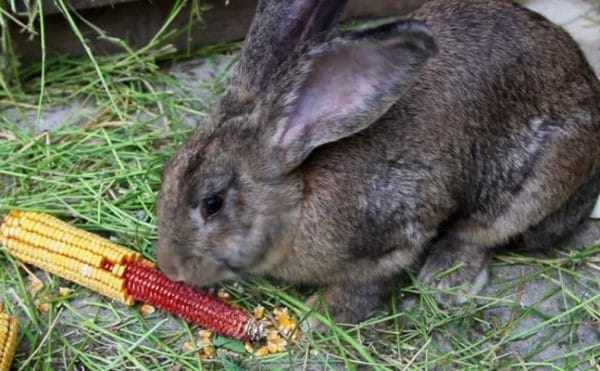 Можно ли давать кролику кукурузу?