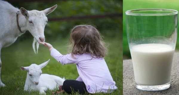 Козье молоко можно использовать в кормлении грудных детей, т.к. его состав схож с грудным молоком