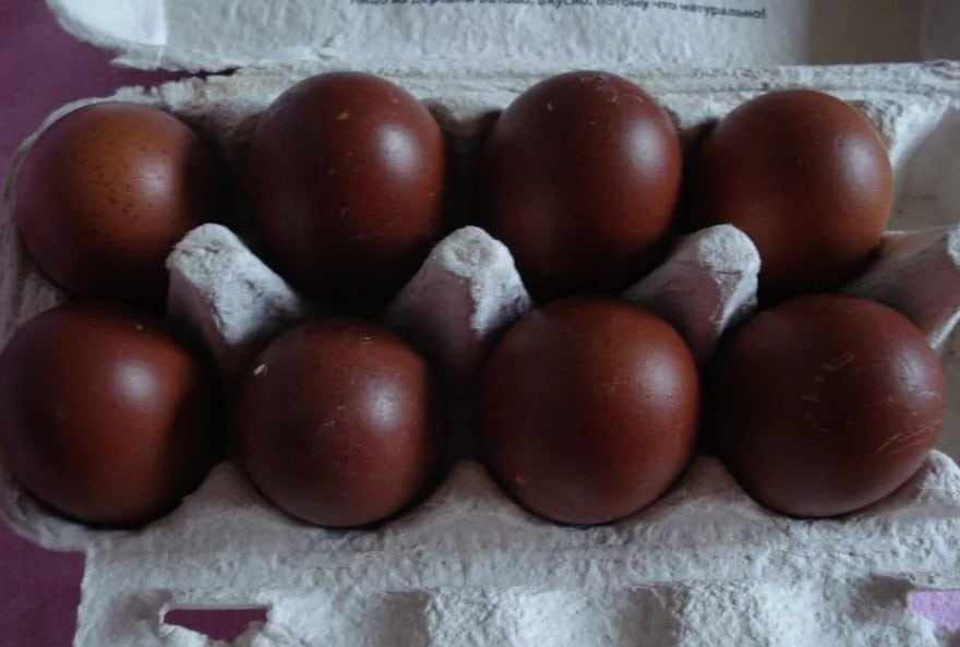 курицы которые несут шоколадные яица