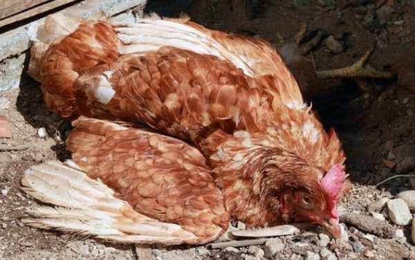 Падение кур и цыплят на ноги – тревожный симптом