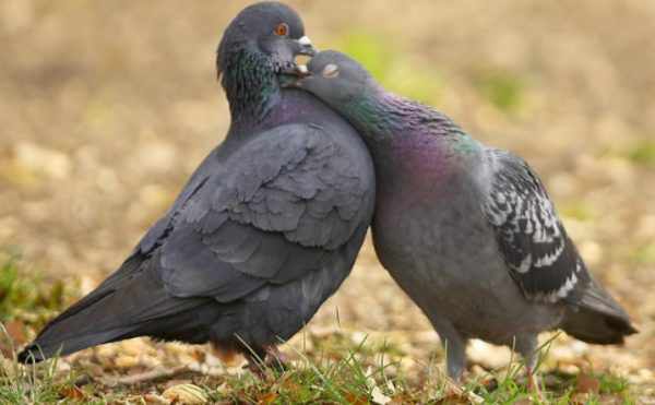 Как отличить голубя от голубки: способы определения пола