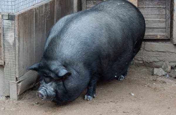 Вьетнамские свиньи являются популярной породой для домашнего выращивания и организации бизнеса