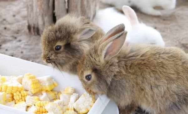 Можно ли кроликам кукурузные початки?