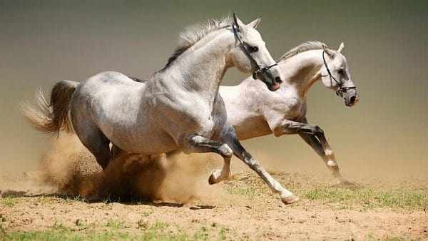 Скорость бега верховых лошадей