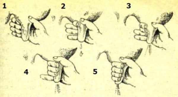 Схема доения кулаком