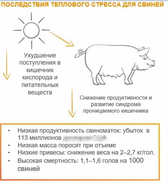 Влияние теплового стресса на свиней — низкие привесы и плохая продуктивность