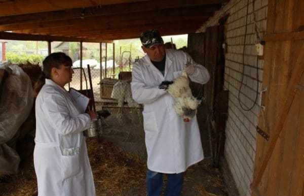 Избавить куриц от пероеда можно при помощи керосина