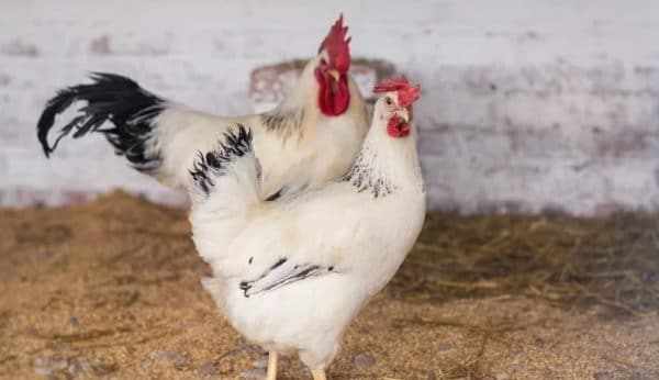 адлерская порода кур петух и курица