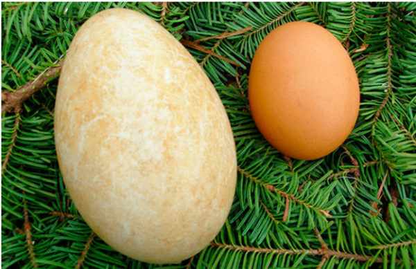 Слева гусиное яйцо, справа — куриное.